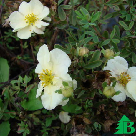 Лапчатка кустарниковая "Сноуберд"  (Potentilla Fruticosa Snowbird)