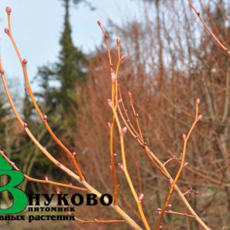 Липа мелколистная "Винтер Оранж" (Tilia cordata Winter Orange)