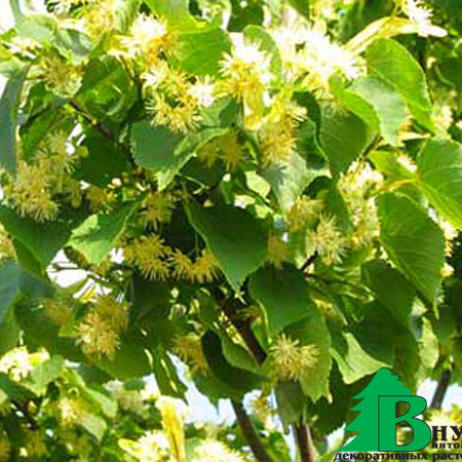 Липа мелколистная "Эректа" (Tilia cordata Erecta)