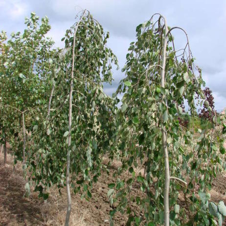 Ольха серая "Пендула" (Alnus incana Pendula)