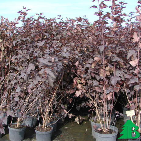 Пузыреплодник калинолистный "Диаболо" (Physocarpus opulifolius Diabolo)