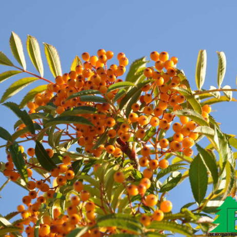 Рябина "Фланрок" (Sorbus Flanrock)