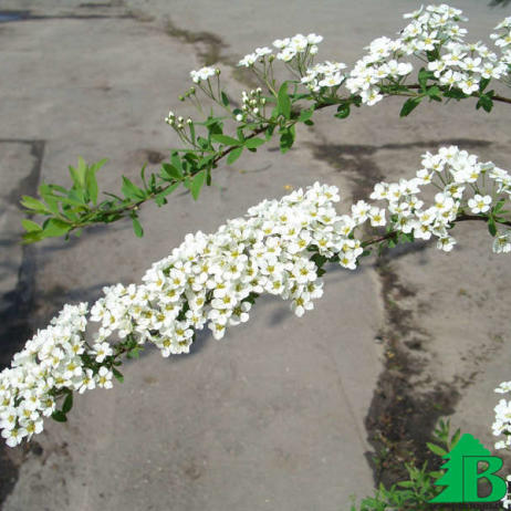 Спирея серая "Грефшейм" (Spiraea cinerea Grefsheim)