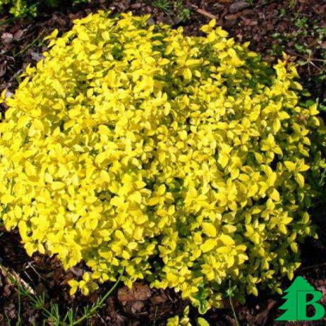 Спирея японская "Голден Карпет" (Spiraea japonica Golden Carpet)