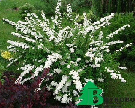 Спирея ниппонская "Сноумоунд" (Spiraea nipponica Snowmound)