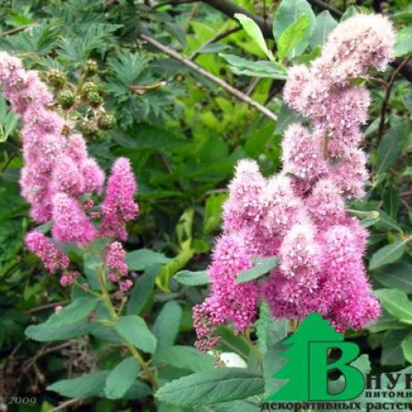 Спирея Дугласа (Spiraea Douglasii)