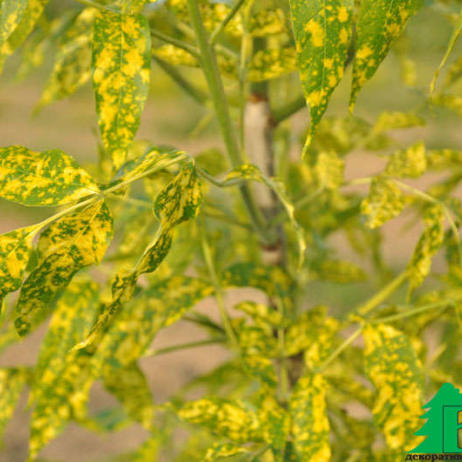 Ясень пенсильванский "Аукубифолия" (Fraxinus pennsylvanica Aucubifolia)