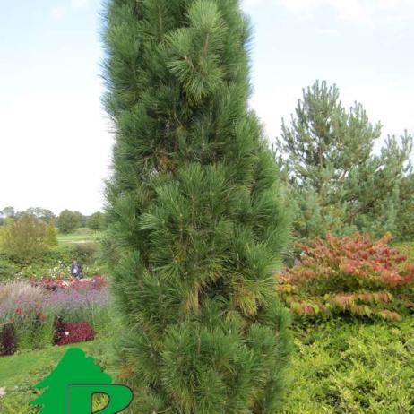 Сосна обыкновенная "Фастигиата" (Pinus sylvestris Fastigiata)