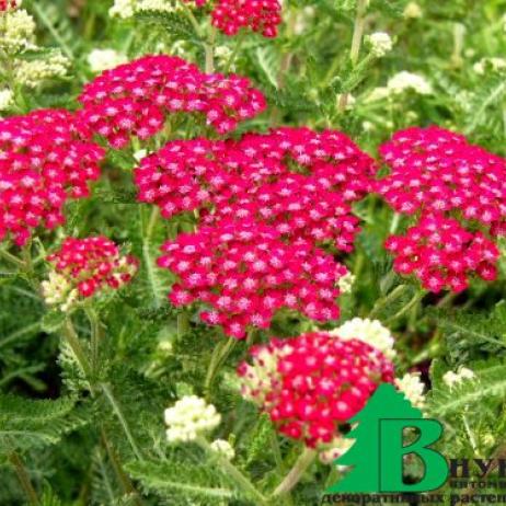 Тысячелистник обыкновенный "Церайс Квин" (Achillea millefolium Cerise Queen)