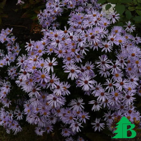 Астра кустарниковая "Силбертеппик"(Aster dumosus Silberteppich)