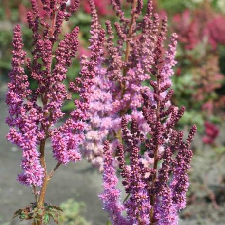 Астильба китайская "Пумила" (Astilbe chinensis Pumila)