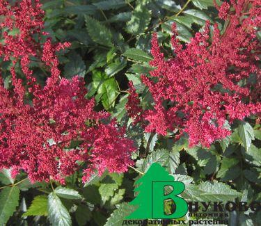 Астильба Арендса "Аугуст Лигхт" (Astilbe arendsii August Light)