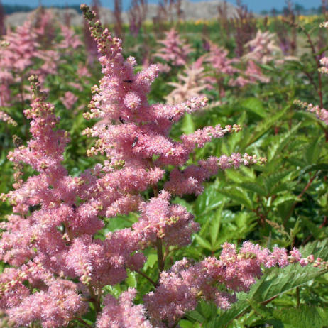 Астильба Арендса "Брессингем Бьюти" (Astilbe arendsii Bressingham Beauty)