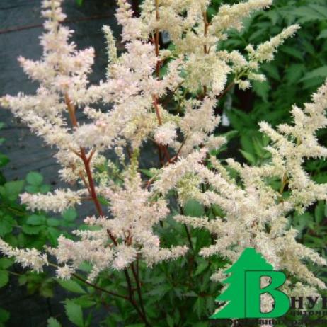 Астильба Арендса "Бумальда" (Astilbe arendsii Bumalda)