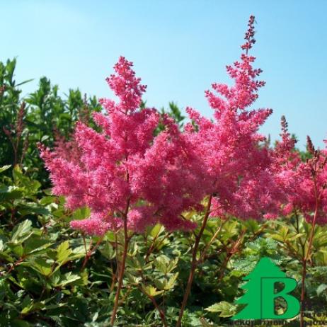 Астильба "Арендса Федерзее" (Astilbe arendsii Federsee)