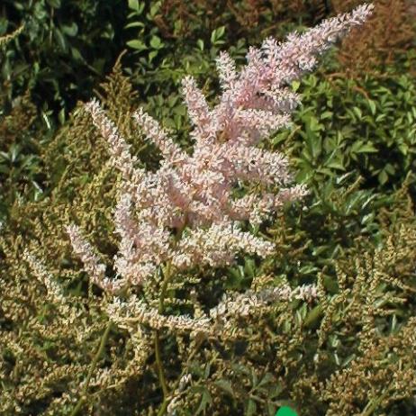 Астильба Арендса "Венус" (Astilbe arendsii Venus)