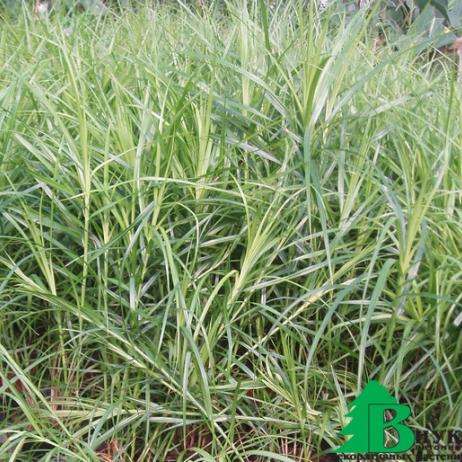 Осока пальмолистная (Carex muskingumensis)