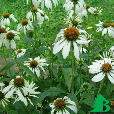 Эхинацея пурпурная "Альба" (Echinacea purpurea Alba)