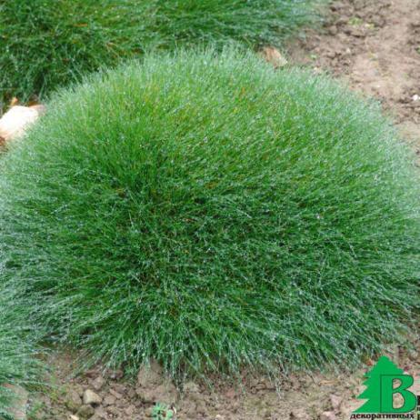 Овсяница метельчатая (Festuca scoparia)