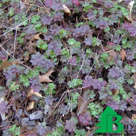 Герань далматская (Geranium dalmaticum)