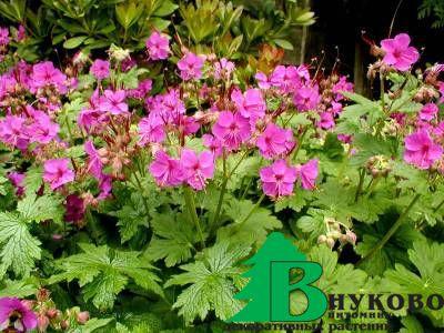 Герань крупнокорневищная "Беванс Вариет" (Geranium macrorrhizum Bevan`s Variety)