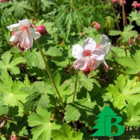 Герань крупнокорневищная "Спессарт" (Geranium macrorrhizum Spessart)