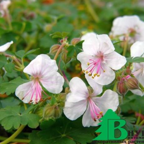 Герань кембриджская "Биоково" (Geranium cantabrigiense Biocovo)