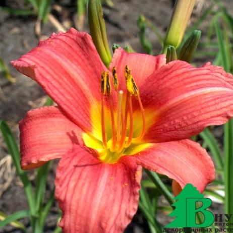 Лилейник гибридный "Пинк Дамаск" (Hemerocallis hybrida Pink Damask)