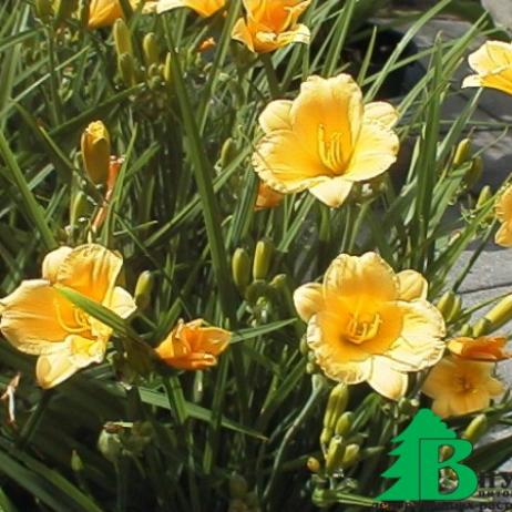 Лилейник гибридный "Стелла де Оро" (Hemerocallis hybrida Stella de Oro)