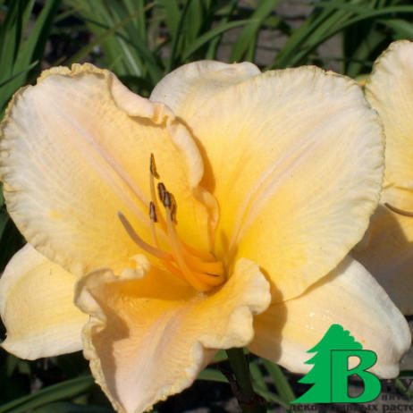 Лилейник гибридный "Астолат" (Hemerocallis hybrida Astolat)