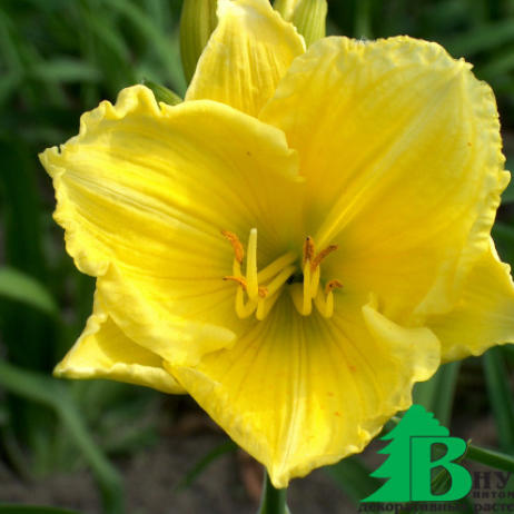 Лилейник гибридный  "Баттеркап Парад" (Hemerocallis hybrida Buttercup Parade)