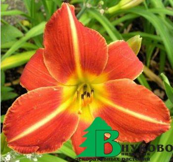 Лилейник гибридный "Чевонки" (Hemerocallis hybrida Chewonki)