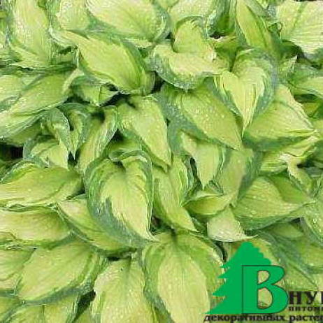 Хоста Форчуна "Альбопикта" (Hosta fortunei Albopicta)