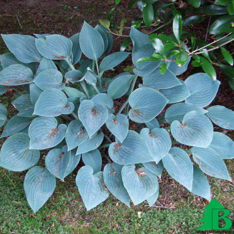 Хоста гибридная "Блю Кадет" (Hosta hybrida Blue Cadet)