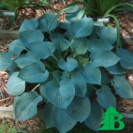 Хоста гибридная "Халцион" (Hosta hybrida Halcyon)