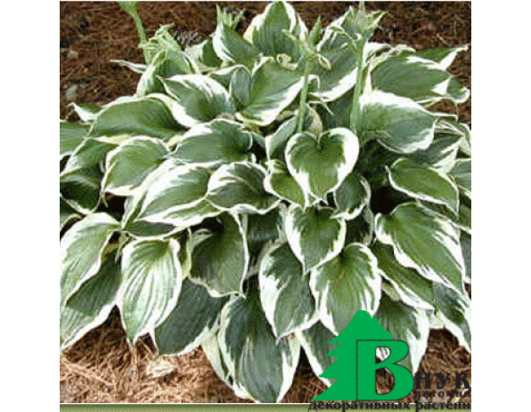 Хоста гибридная "Патриот" (Hosta hubrida Patriot)