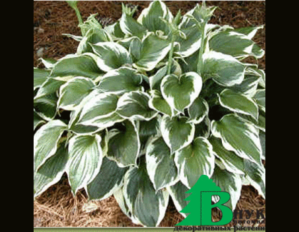 Хоста гибридная "Патриот" (Hosta hubrida Patriot)