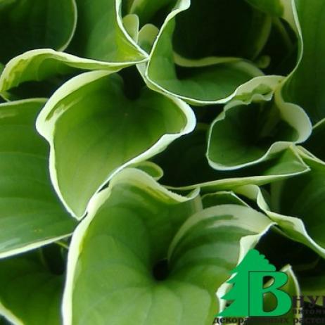 Хоста гибридная "Регал Сплендор" (Hosta hybrida Regal Splendour)