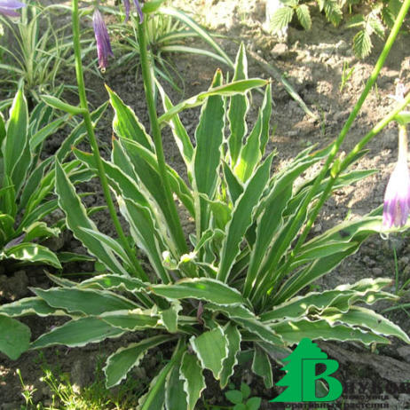 Хоста гибридная "Стиллето" (Hosta hybrida Stilletо)