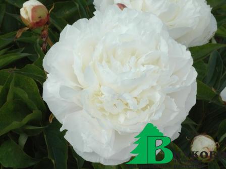 Пион молочноцветковый "Mари Лемуан" (Paeonia Lactiflora Hybriden Marie Lemoine)