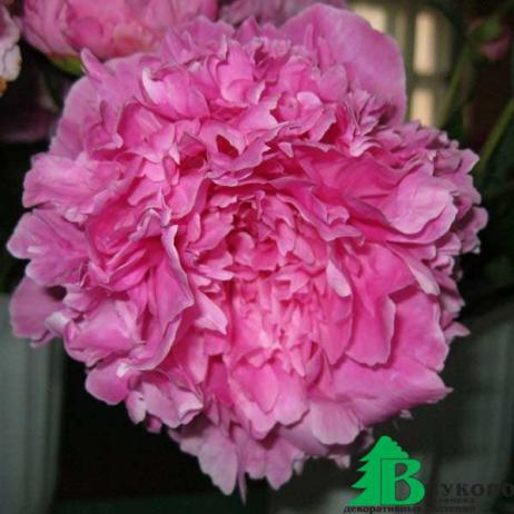 Пион молочноцветковый "Эмма Клем" (Paeonia Lactiflora Hybriden Emma Klehm)