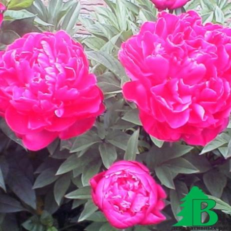 Пион молочноцветковый "Карл Розенфилд" (Paeonia Lactiflora Hybriden Karl Rosenfield)