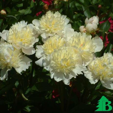 Пион молочноцветковый "Лаура Дессерт" (Paeonia Lactiflora Hybriden Laura Dessert)