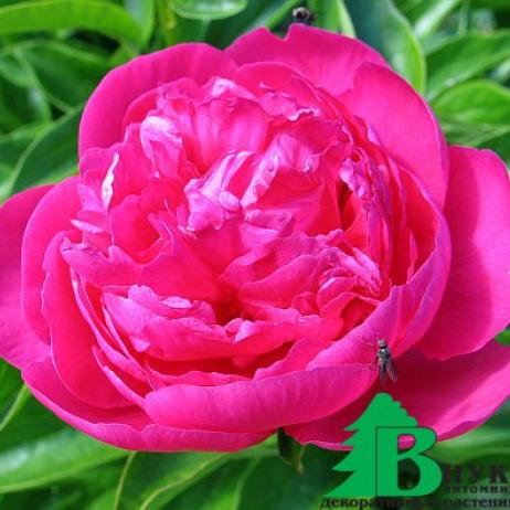 Пион молочноцветковый "Луи ван Гутте" (Paeonia Lactiflora Hybriden Louis Van Houtte)