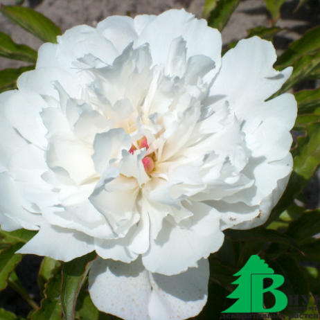 Пион молочноцветковый "Печер" (Paeonia Lactiflora Pecher)