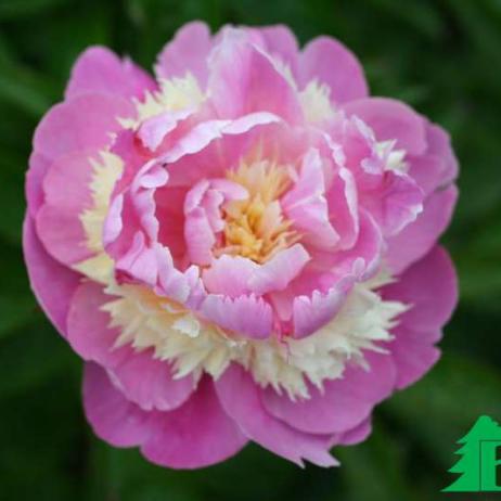 Пион молочноцветковый "Сорбет" (Paeonia Lactiflora Hybriden Sorbet)