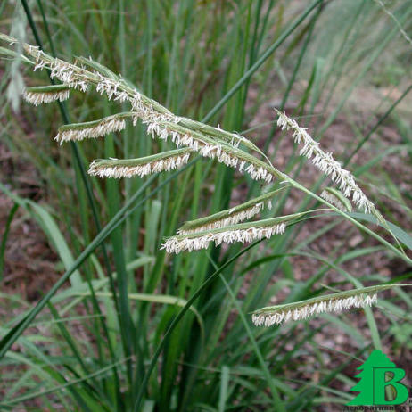 Спартина гребешковая "Ауреомаргината" (Spartina Pectinata Aureomarginata)