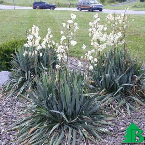 Юкка нитчатая (Yucca filamentosa)