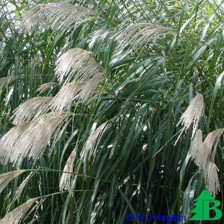 Мискантус гигантский (Miscanthus giganteus)