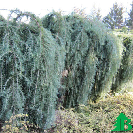 Лиственница тонкочешуйчатая "Пендула" (Larix kaempferi Pendula)